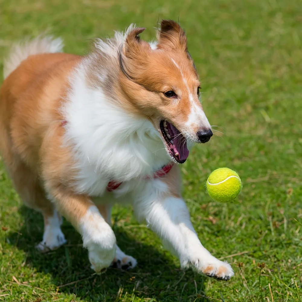 3pcs PrimePets Tennis Balls For Dogs, 2.5 Inch Thick Bouncy Dog Ball, Interactive Dog Toys For Indoor Outdoor, Fetch Balls For M