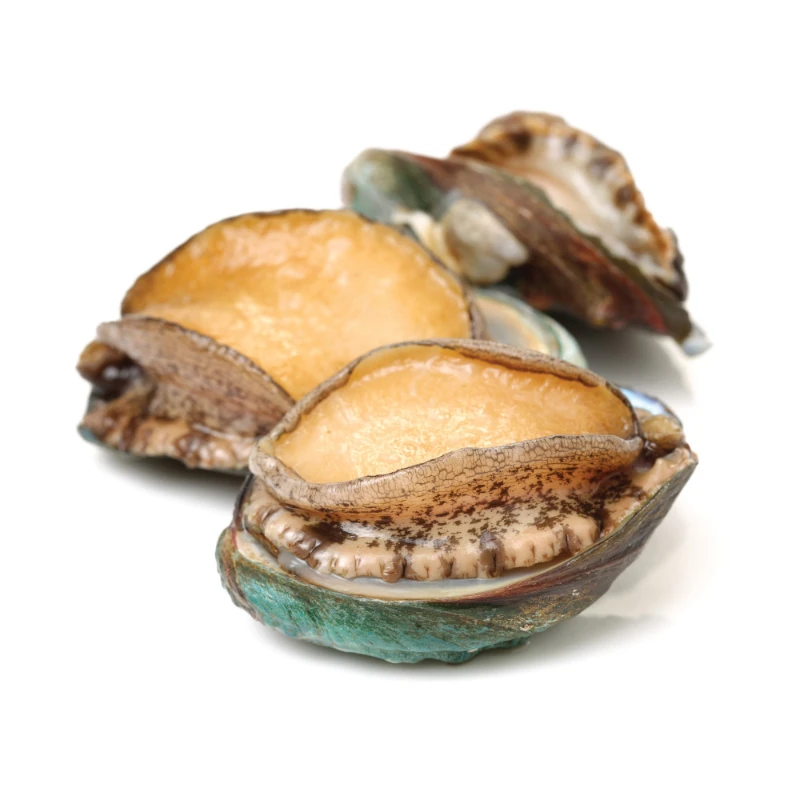 abalone