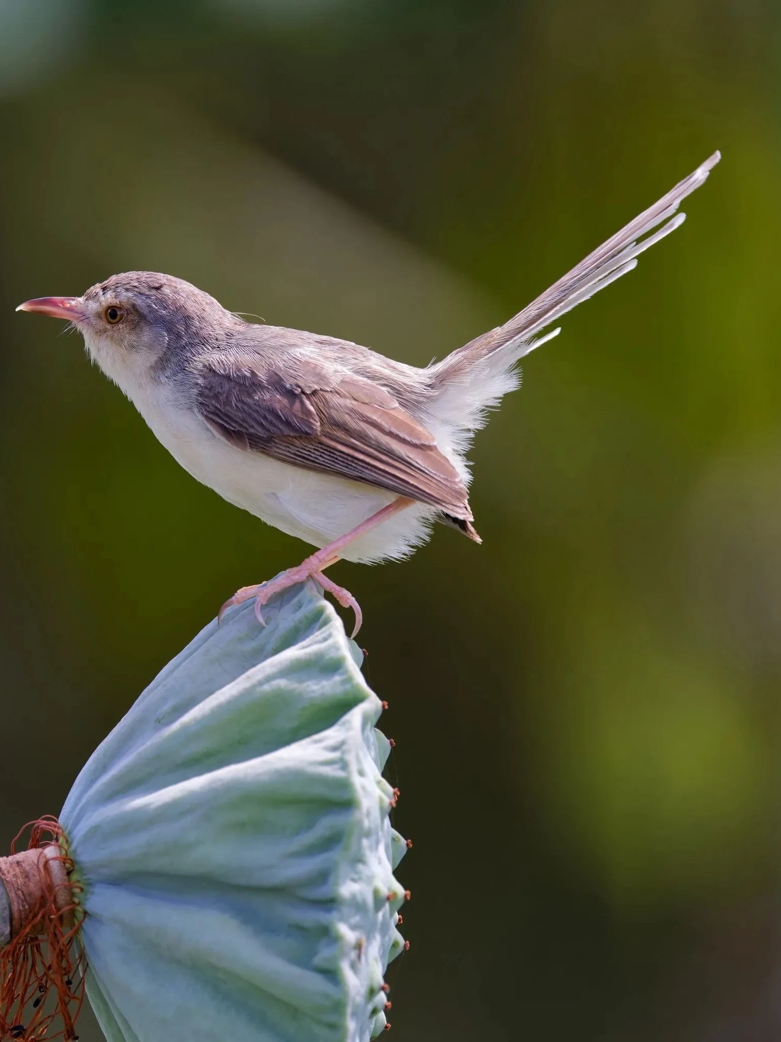 

510ml Stainless Steel Cocktail Shaker Cocktail Mixer Wine Martini Drinking Japanese Style Shaker Party Bar Tools