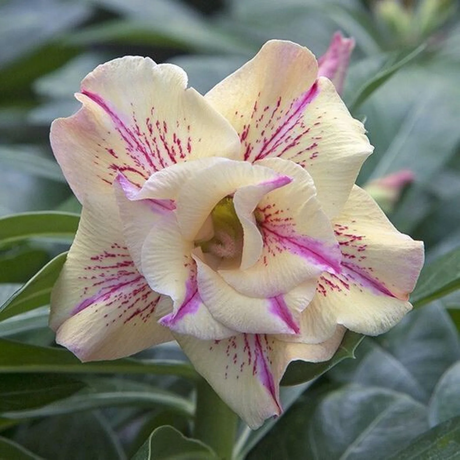 5 semillas de Adenium obesum "Yellow Fragrance"-semillas frescas