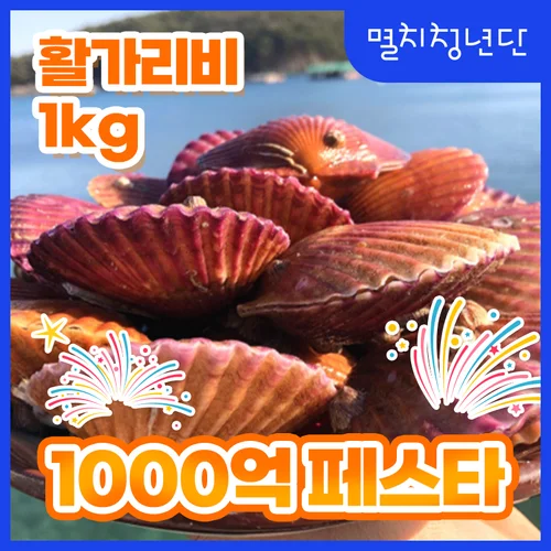 37) 살아있는 활 가리비 1kg 