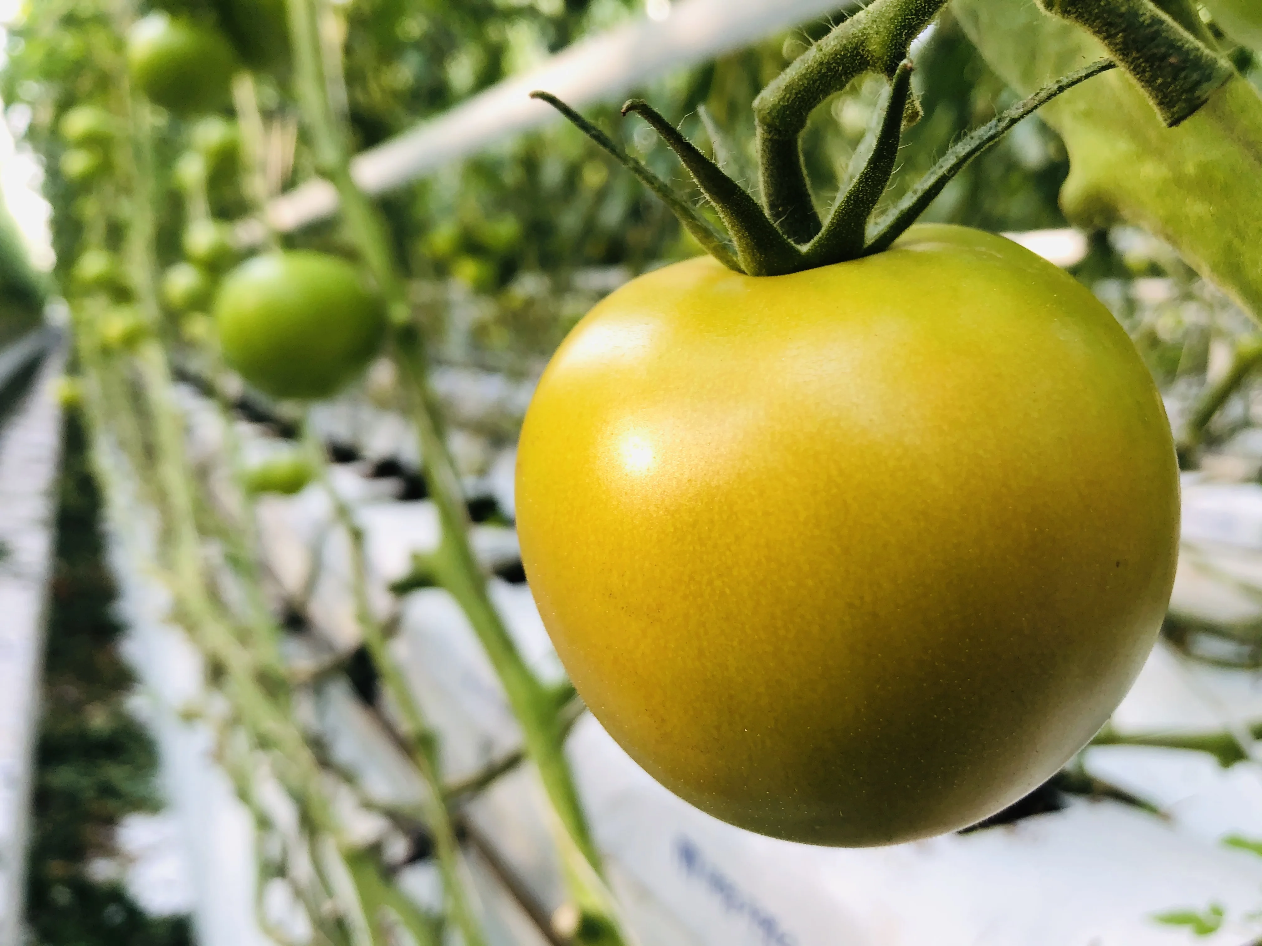 완숙 찰 토마토 대추 방울토마토