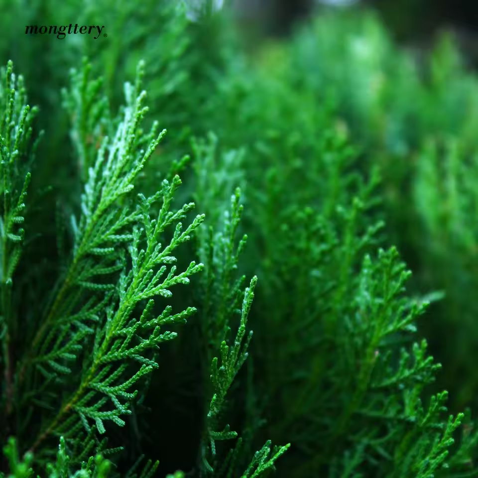 몽때리 차량용 방향제 디퓨저