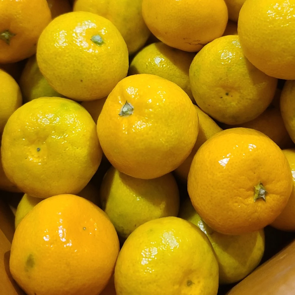 Jeju NOI citrus sweet and sour 5kg (2S/little small fruit)