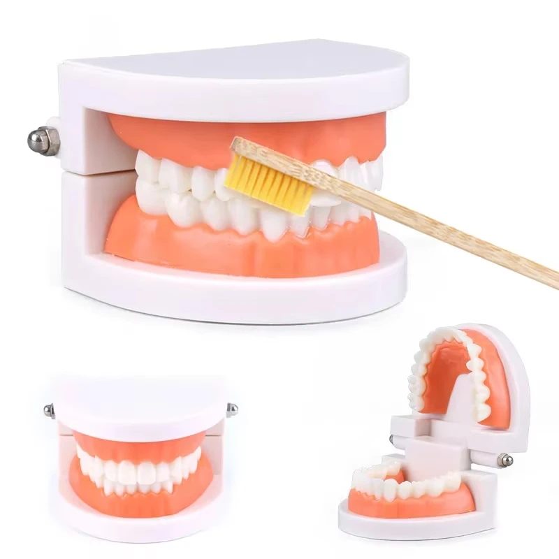 Horyn Human Teeth Anatomy Model Dental Education Training Model Movable Jaw Demonstration Tool for Dental School Learning