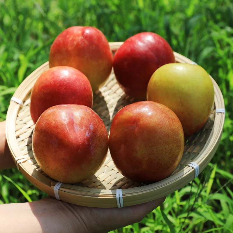 국내산 고당도 제철 자두