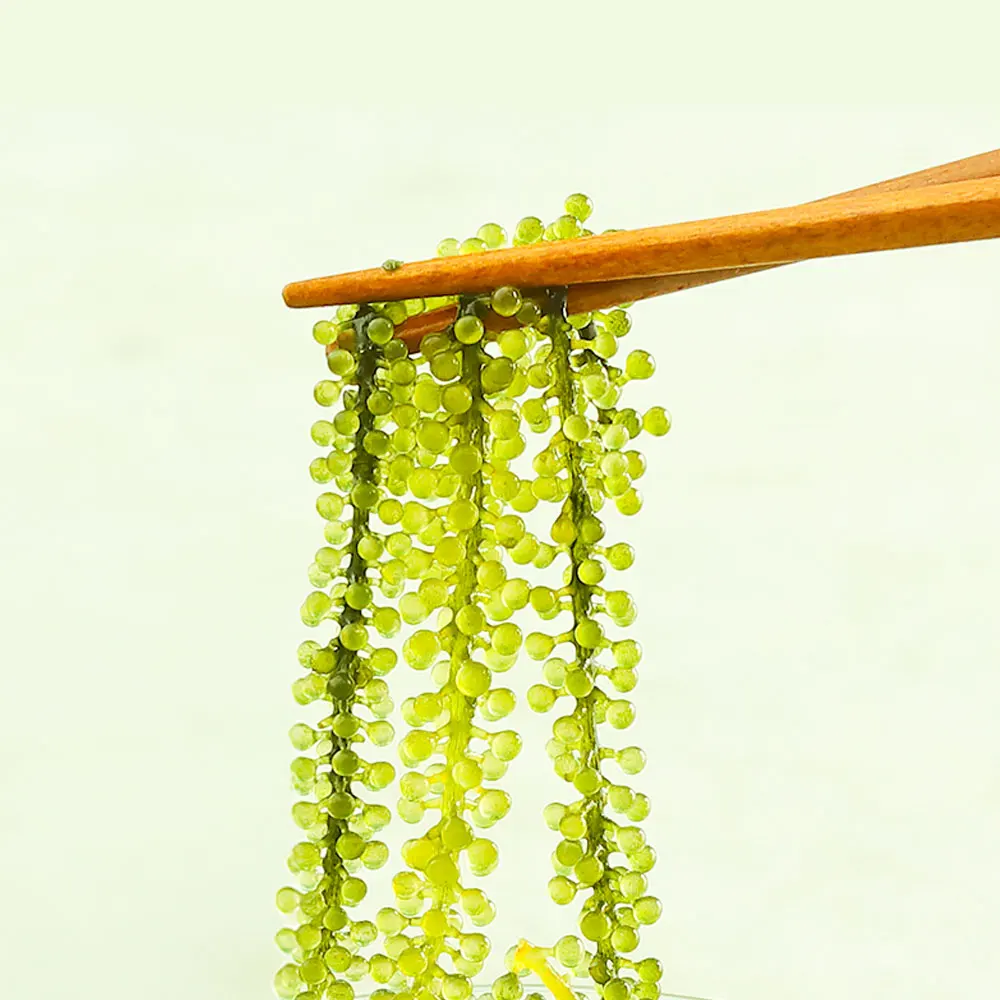 100g sea grapes Pang Pang Pang-Pang Puping Sphagole with high nutritional algae jade vines 100g of sea grapes, amazing texture, nutritious seaweed jade vines