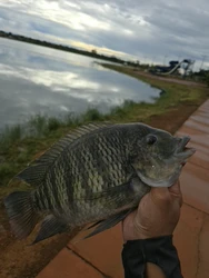 Imagen de reseña 1