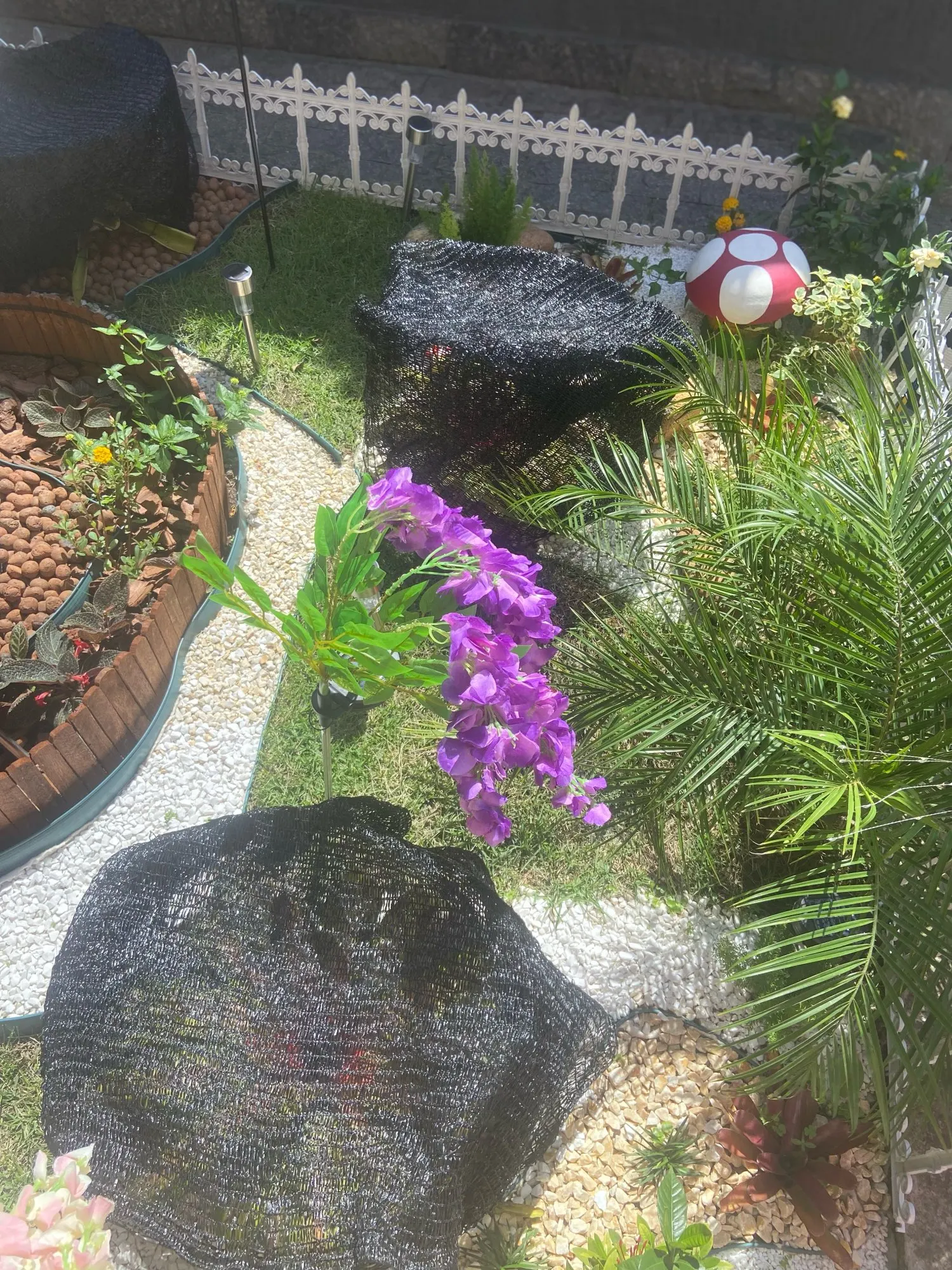 Plante glycine à fleurs solaire