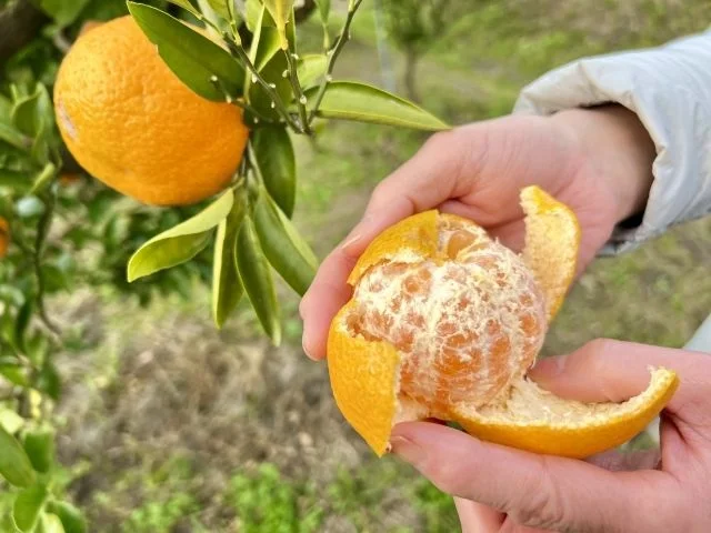 Sweet Ancient Oldji Tangerine Jeju Citrus