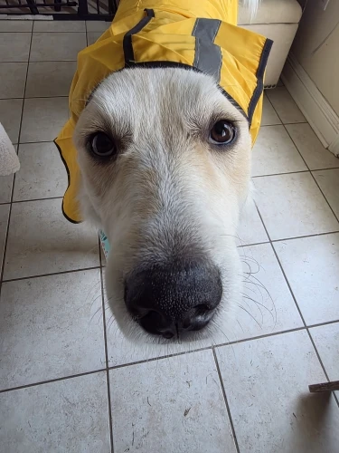 Customer review photo for Waterproof Dog Raincoat — Adjustable, Windproof & Hooded