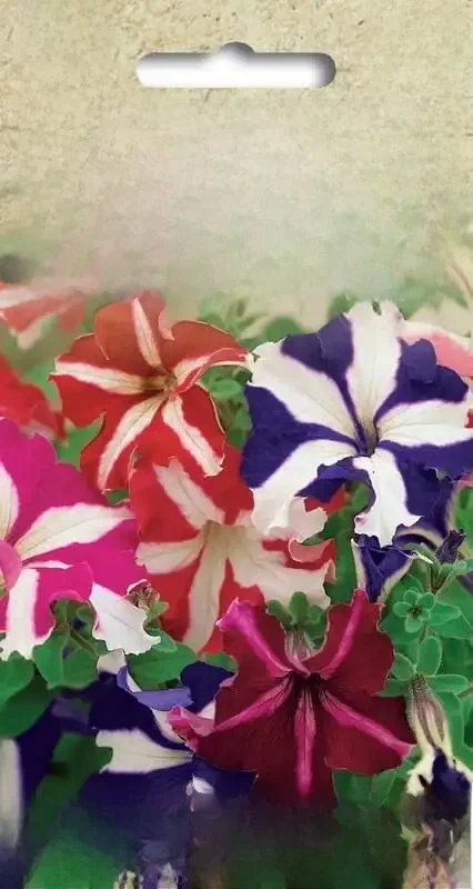 Mélange pétunia faible étoilé 0,1g de graines de fleurs pour fleurs de terrasse de maison et de jardin