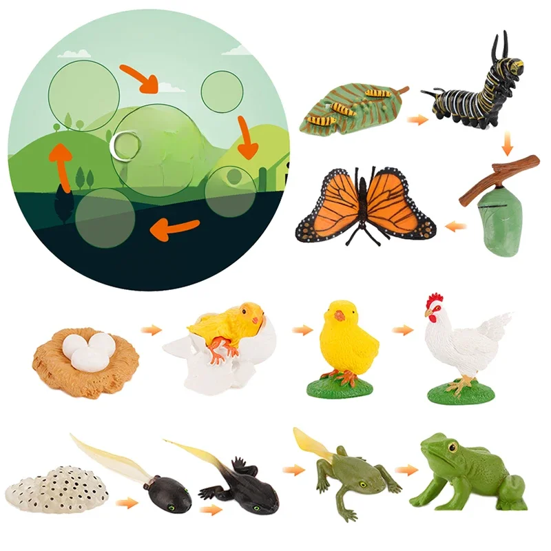 AliExpress Simulation Life Cycle Animals Model Montessori Toy Children Insect Plant Growth Cycle Biology