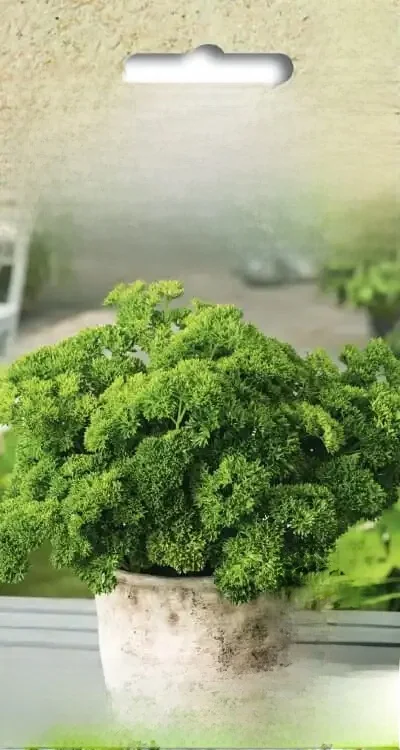 Persil Moss Curled 2 presse 2G graines de persil végétal TORAF