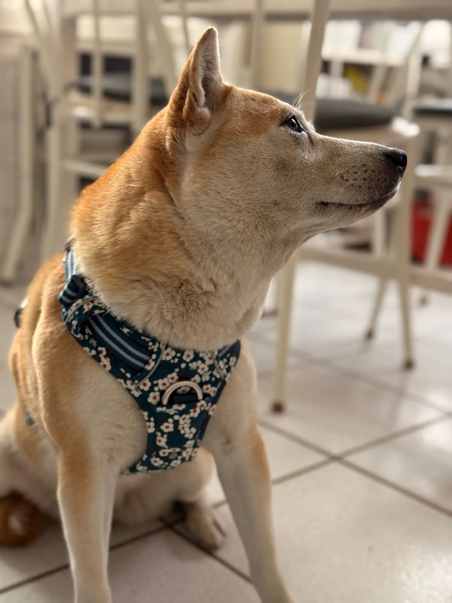 Arnés para perros Truelove en color gris