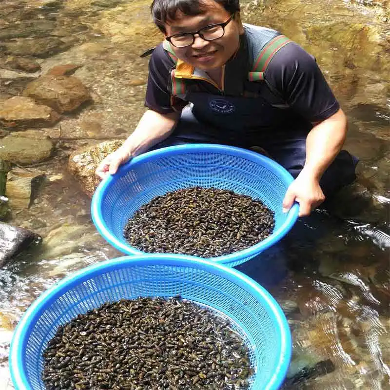 200g / 400g of Kanda-slung collected from Gangwon-Do 1st water