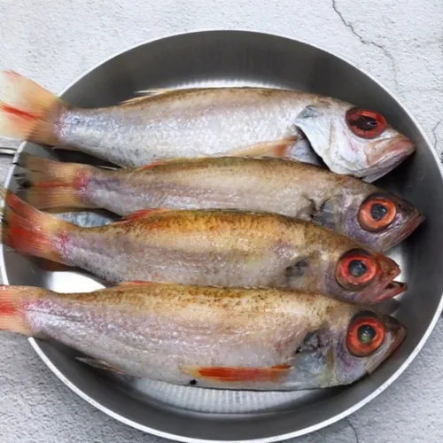 [푸디앤] **손질 금태(대) 600g 3미** 주문 불가/ 연안 급냉 손질 금태 / 명실상부 생선의 황태자! 농후한 기름맛의 귀하디귀한 금태!  Best5