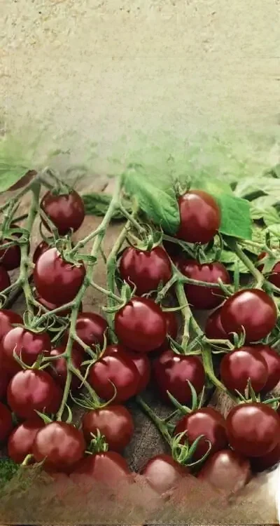 Tomate cerise noire 0,3g graines de tomate végétal TORAF