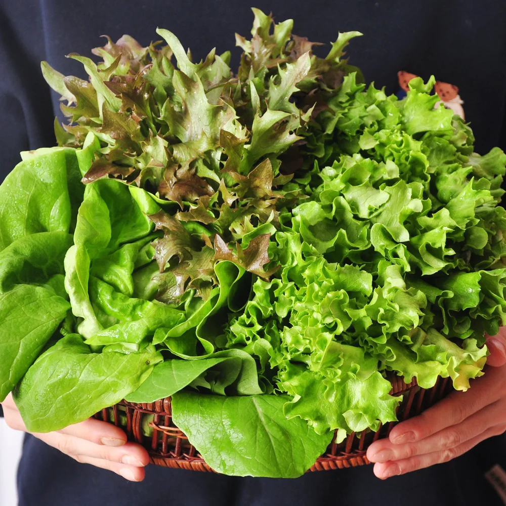 1kg/2kg of European salad vegetables harvested on the day