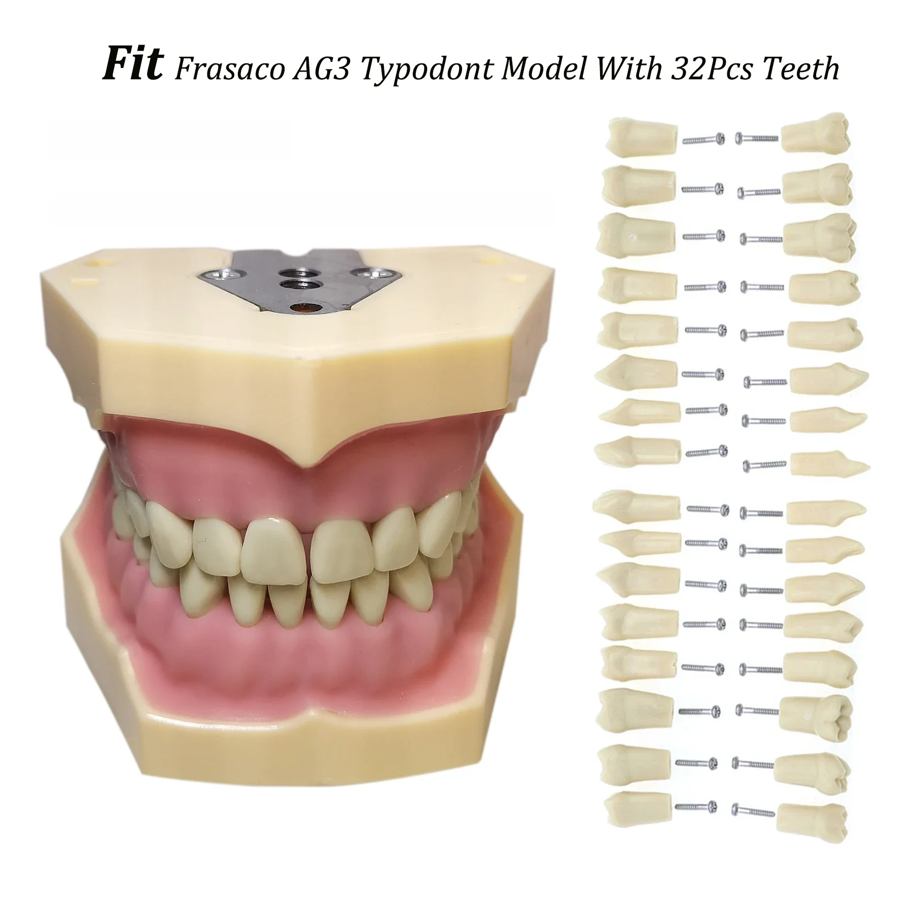 Frasaco Ag3 Typodont Fit Dental 32 Stuks Schroef-In De Praktijk Vullen Zachte Gom Gingivae Tanden Model M8014-2-1 Vervangende Tanden - afbeelding 2