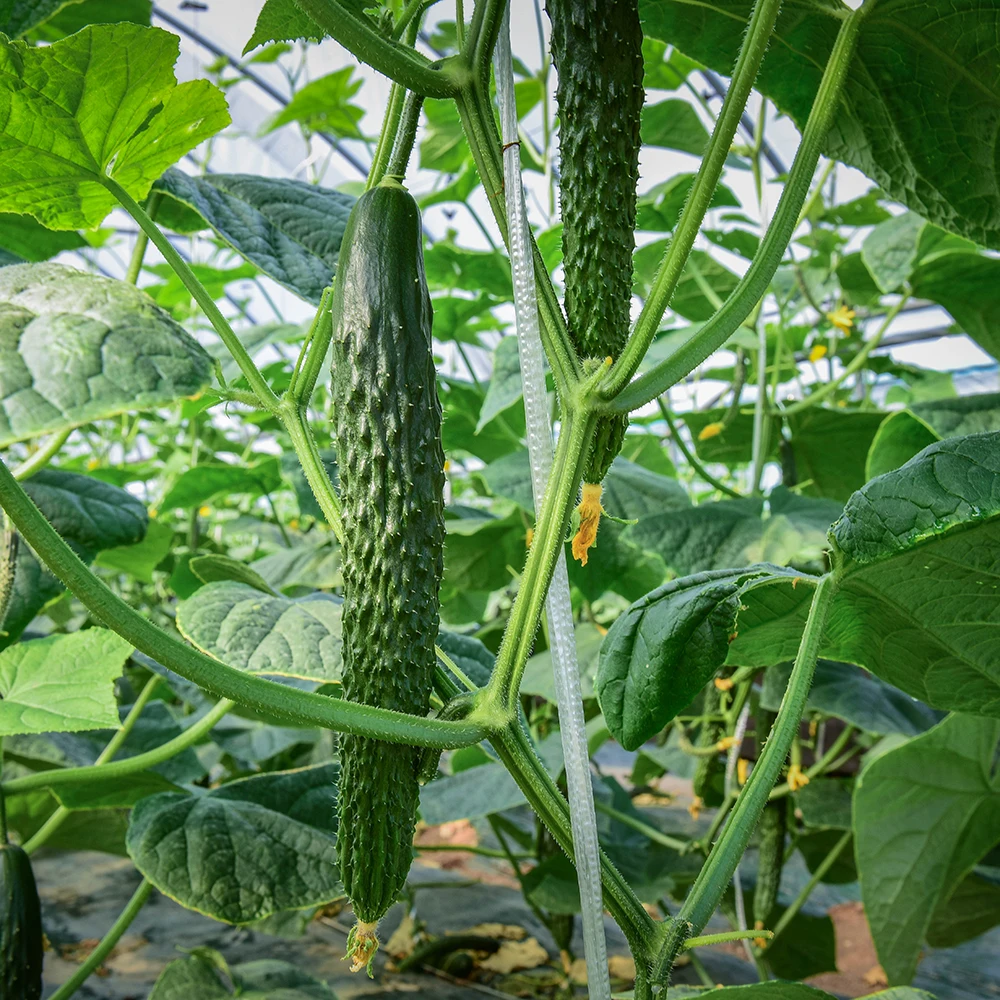 1kg of domestic crunchy and SAC oicheong cucumbers