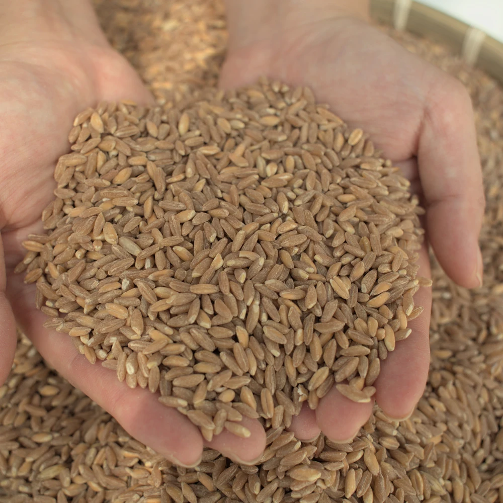이탈리아 고대 곡물 파로 밀 2kg 엠머밀 FARRO 효소 쌀