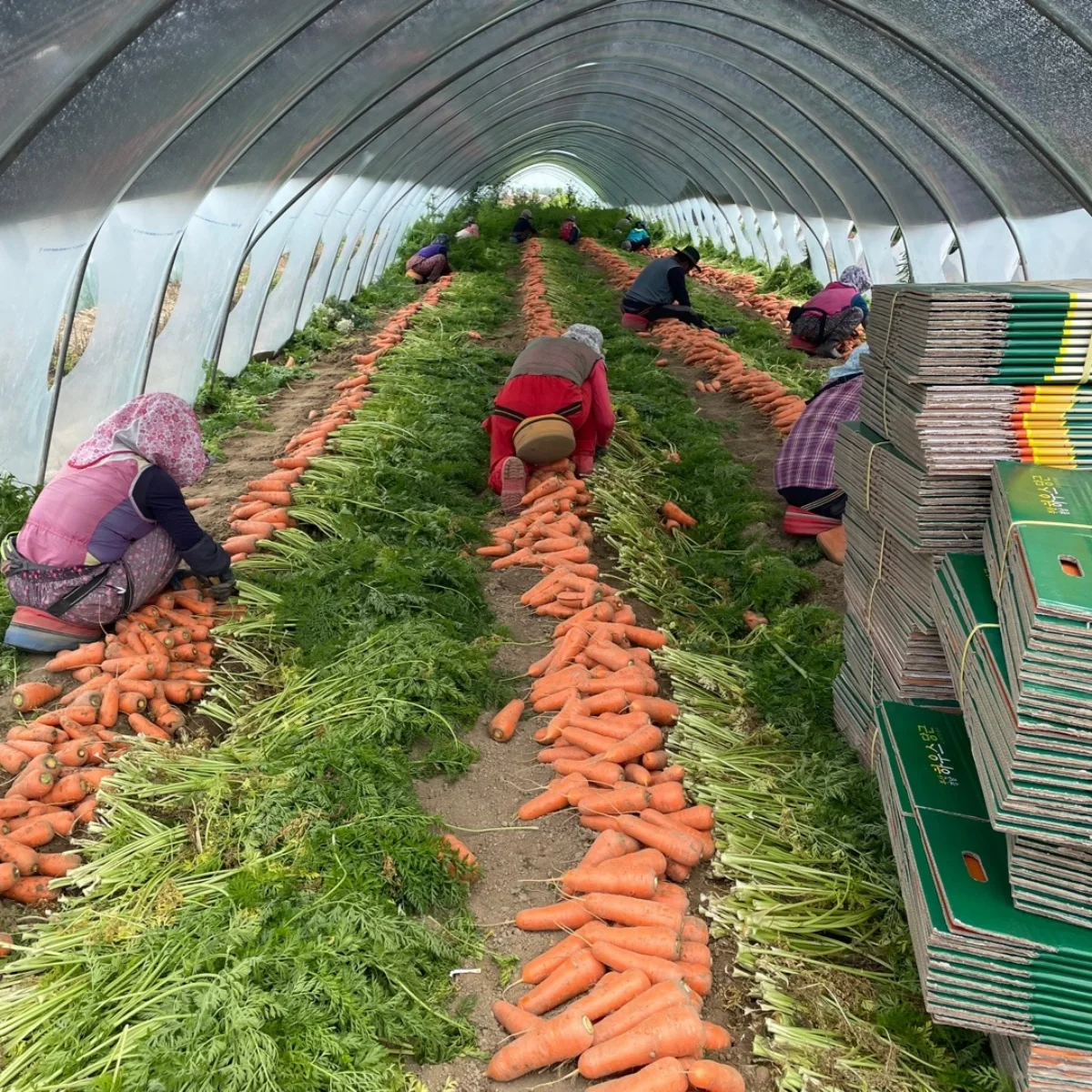 Jeju soil carrot hat 1kg 2kg 3kg 5kg 10kg