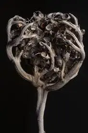 The Flower of Maryam Real Rose of Jericho Flower of Maryam, St. Mary’s flower, resurrection plant, 2 pcs plant