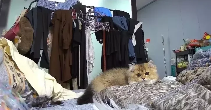 구매후기