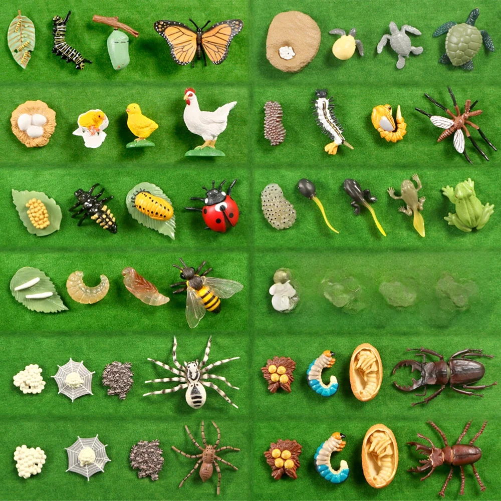 AliExpress Simulation Animals Growth Cycle Butterfly Ladybug Chicken Dragonfly Frog Life Cycle Figurine Model Early Education Kids Toys