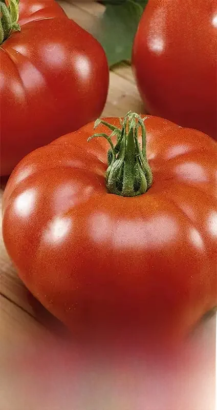 Pomodoro Jutrosz F1 0,2g graines-VegAna