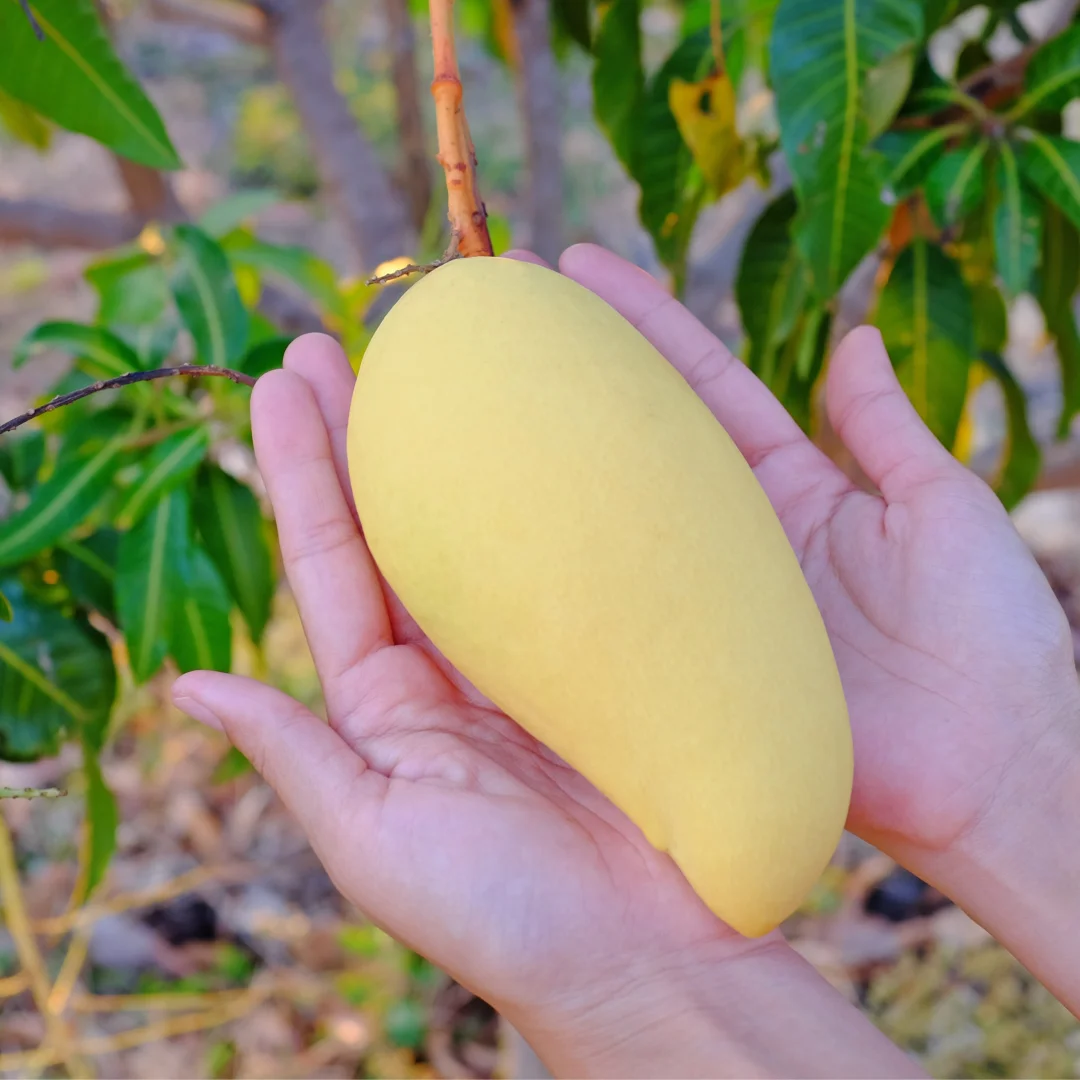 ★   استيراد الهواء ★     مانجو ذهبي تايلاندي نام دوك ماي 5 كجم #2