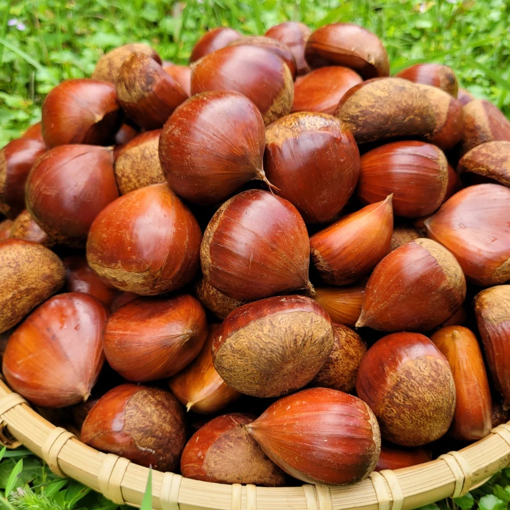 Sweet and thick, Sun egg chestnut size 1kg