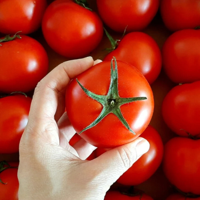 tomato