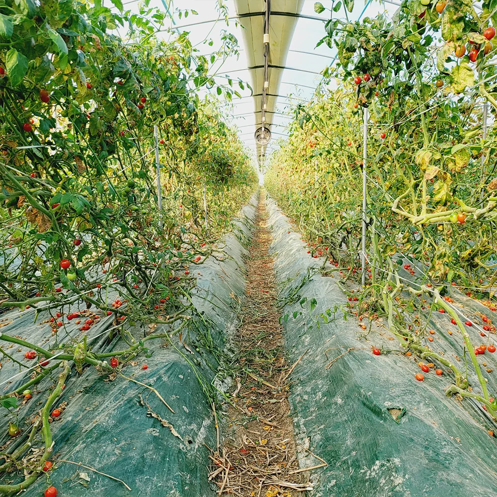 عناب محلي ممتاز ، سكر ليمون حلو وحامض ، عالي ، 1 ، 2 ، 2 ، الاختيار الثالث