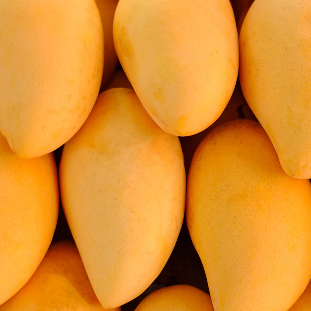 Gold Mango High-Sugar 5kg, Air-Freighted Directly