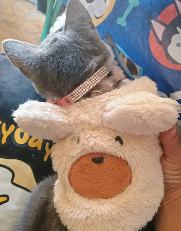 Gilet Polaire pour Petit Chien et Chat – Vêtement Chaud et Doux pour l’Automne et l’Hiver