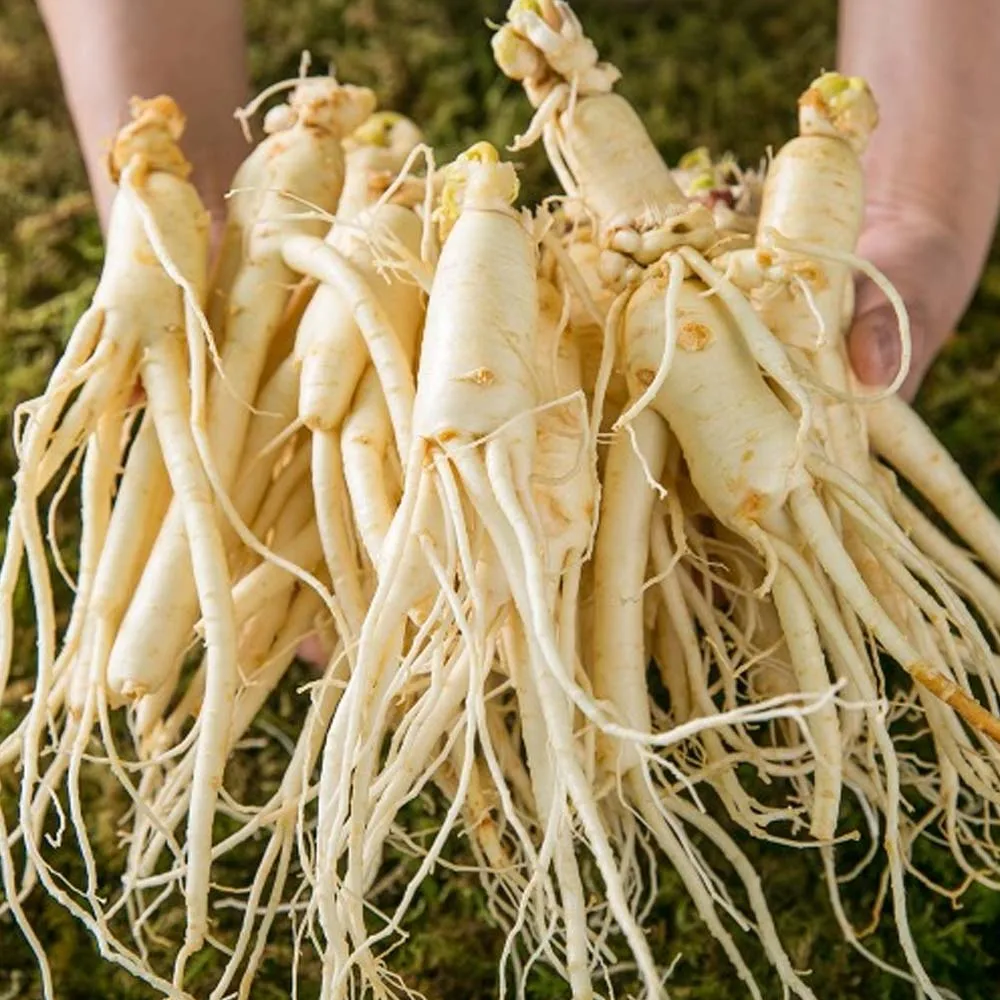 [Natural Herb] 300g of ginseng Balsam washed directly from the mountain