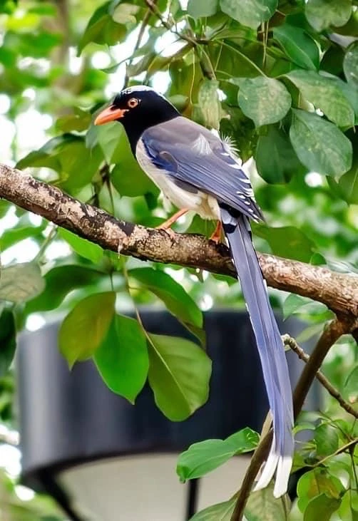 

500ml/340ml Glass Cup Sail Shaped Rolling Vertical Transparent Tea Juice Glass Beer Can Milk Drink Cups Cocktail kit