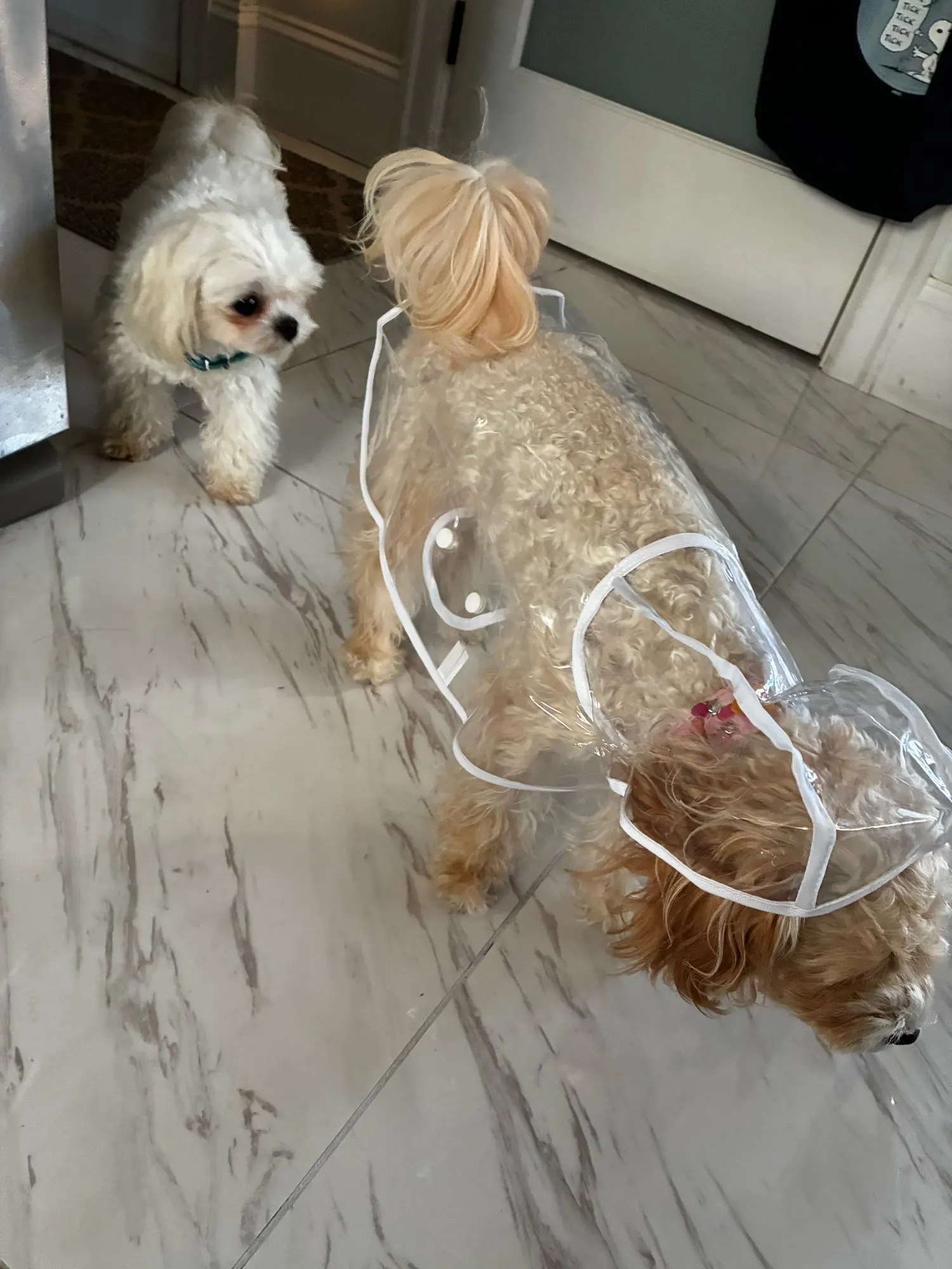 Customer review photo for Clear Water-Resistant Dog Raincoat with Harness Opening