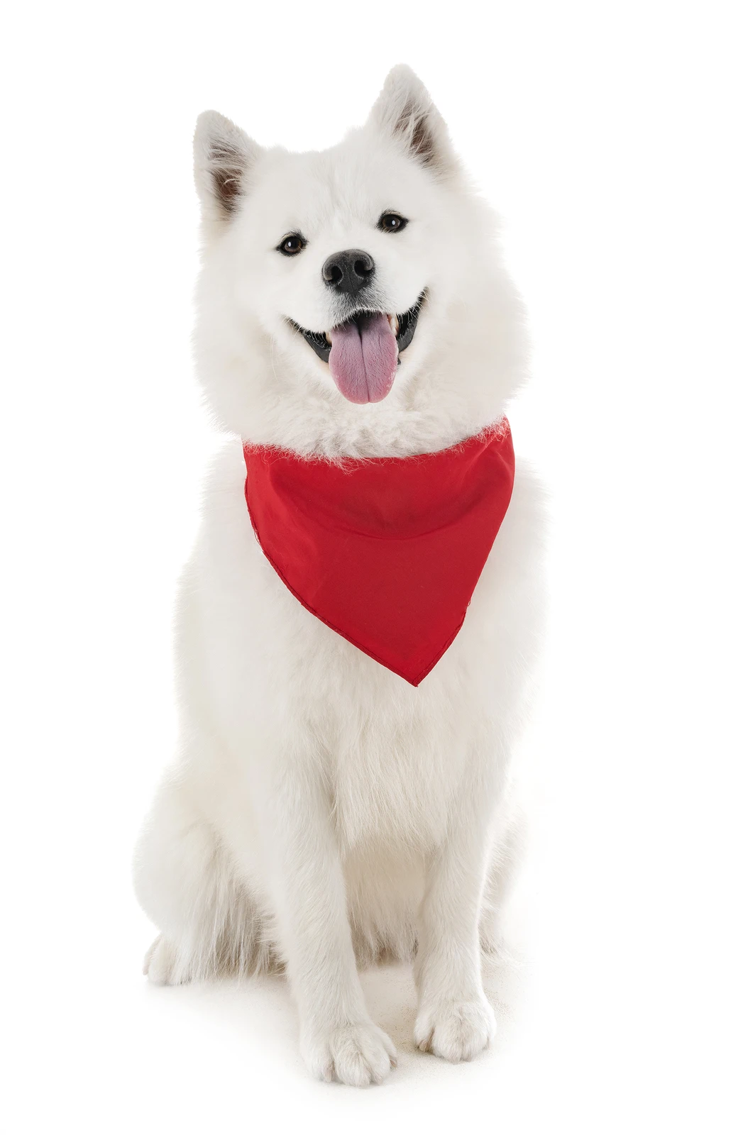 Pack of 60 Bandanas for Dog Cotton Solid Regular Size