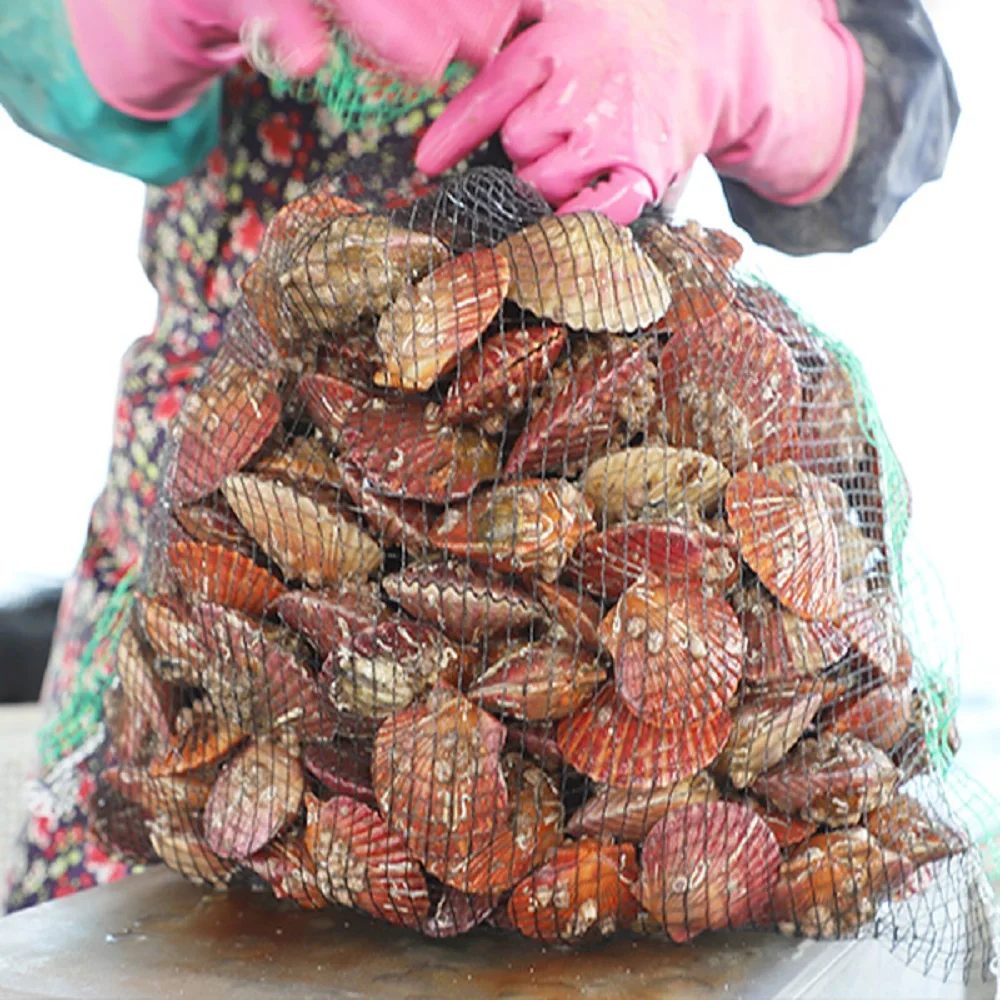 Tongyoung Red scallops Salways 3kg 75 Mi