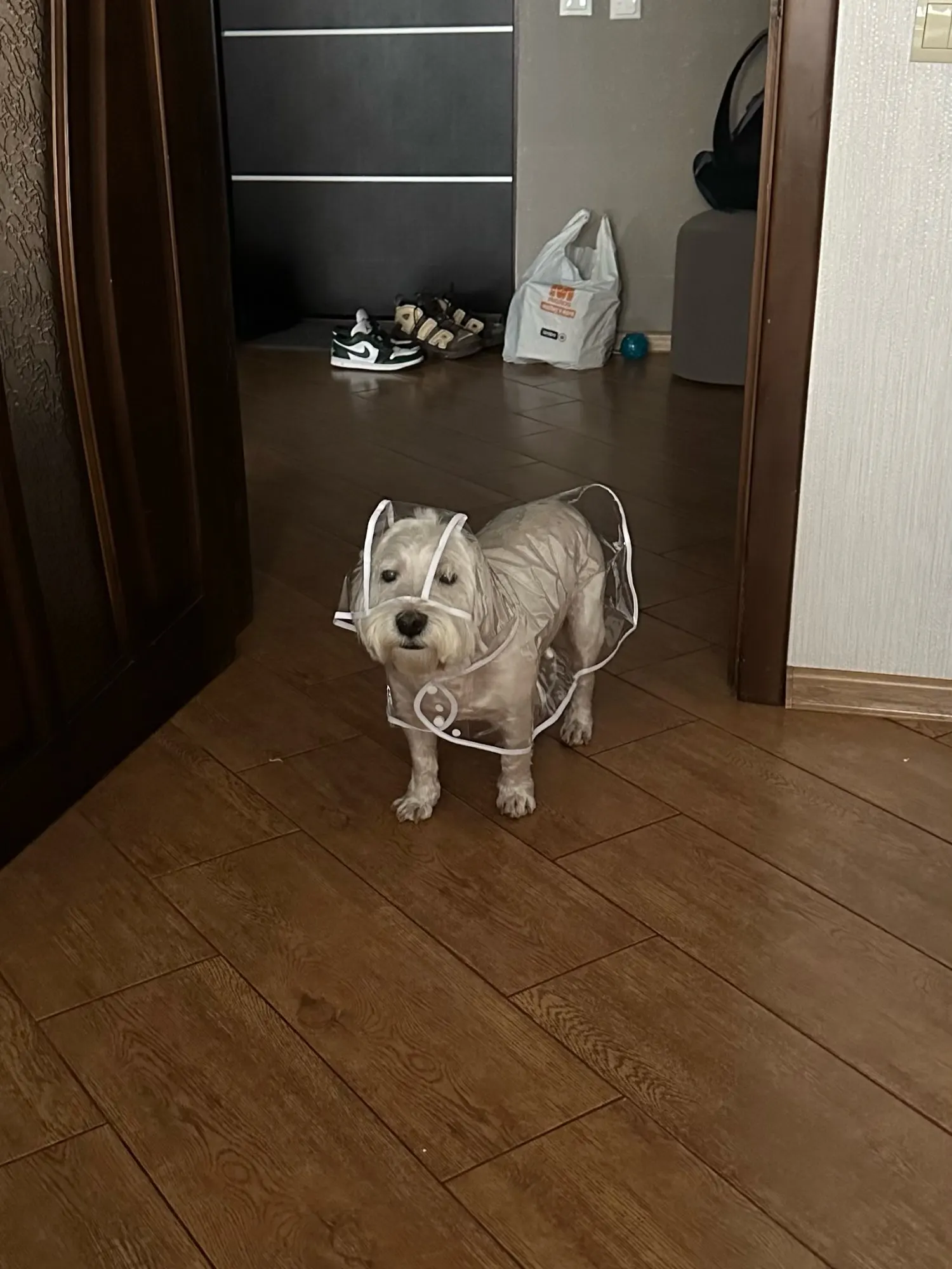 Customer review photo for Clear Water-Resistant Dog Raincoat with Harness Opening