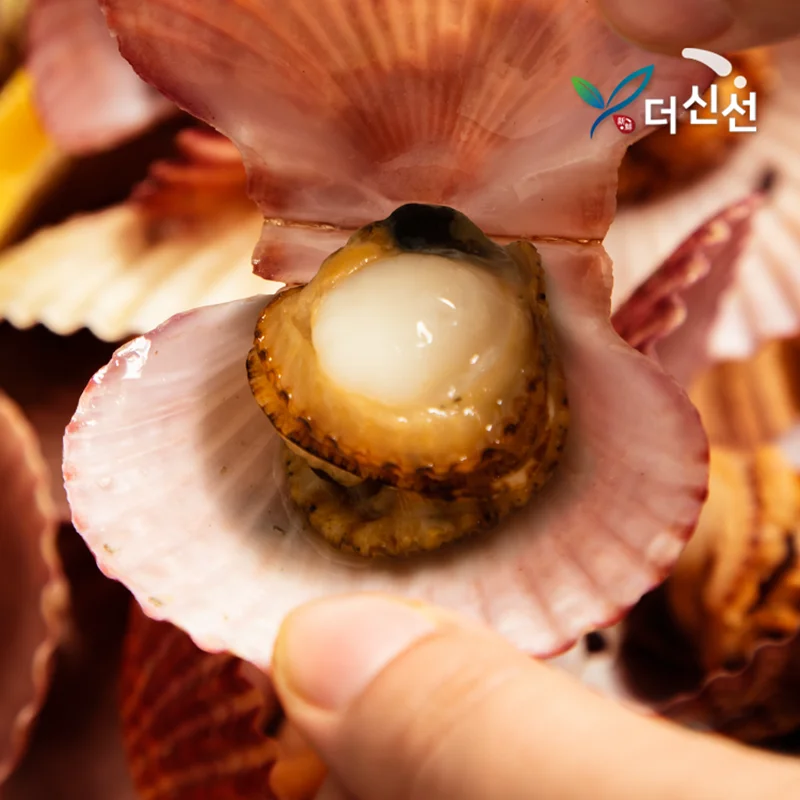 Tongyeong Scallops 2kg (about 45 pieces) / Free dipping sauce with purchase of 2 or more