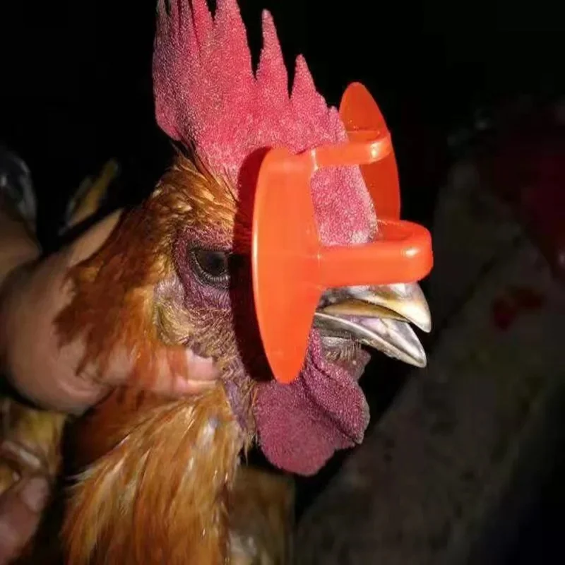 Verres à poulet avec Clips Non boulons, 20/50/100 pièces, Anti-bec et Type de combat de perçage Non nasal sans boulons