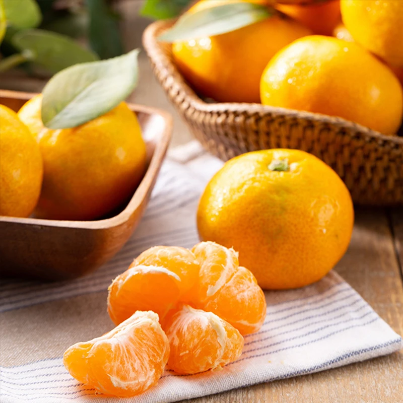 청정제주 새콤달콤 감귤 하우스 감귤