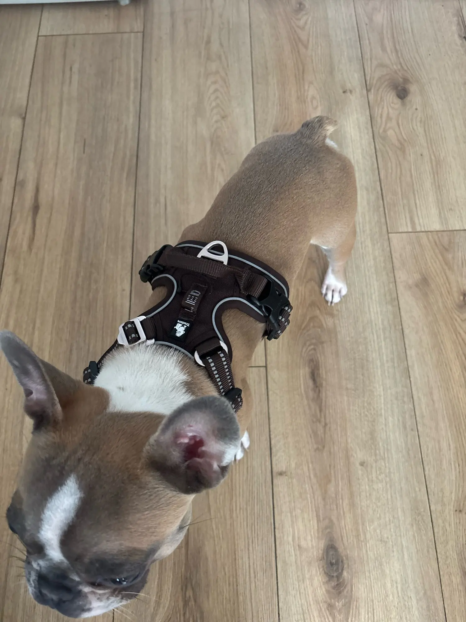 Arnés para perros Truelove en color azul marino