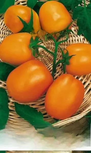Tomate Jokato graines de tomate pour légumes pour le jardin