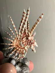 Imagen de reseña 5