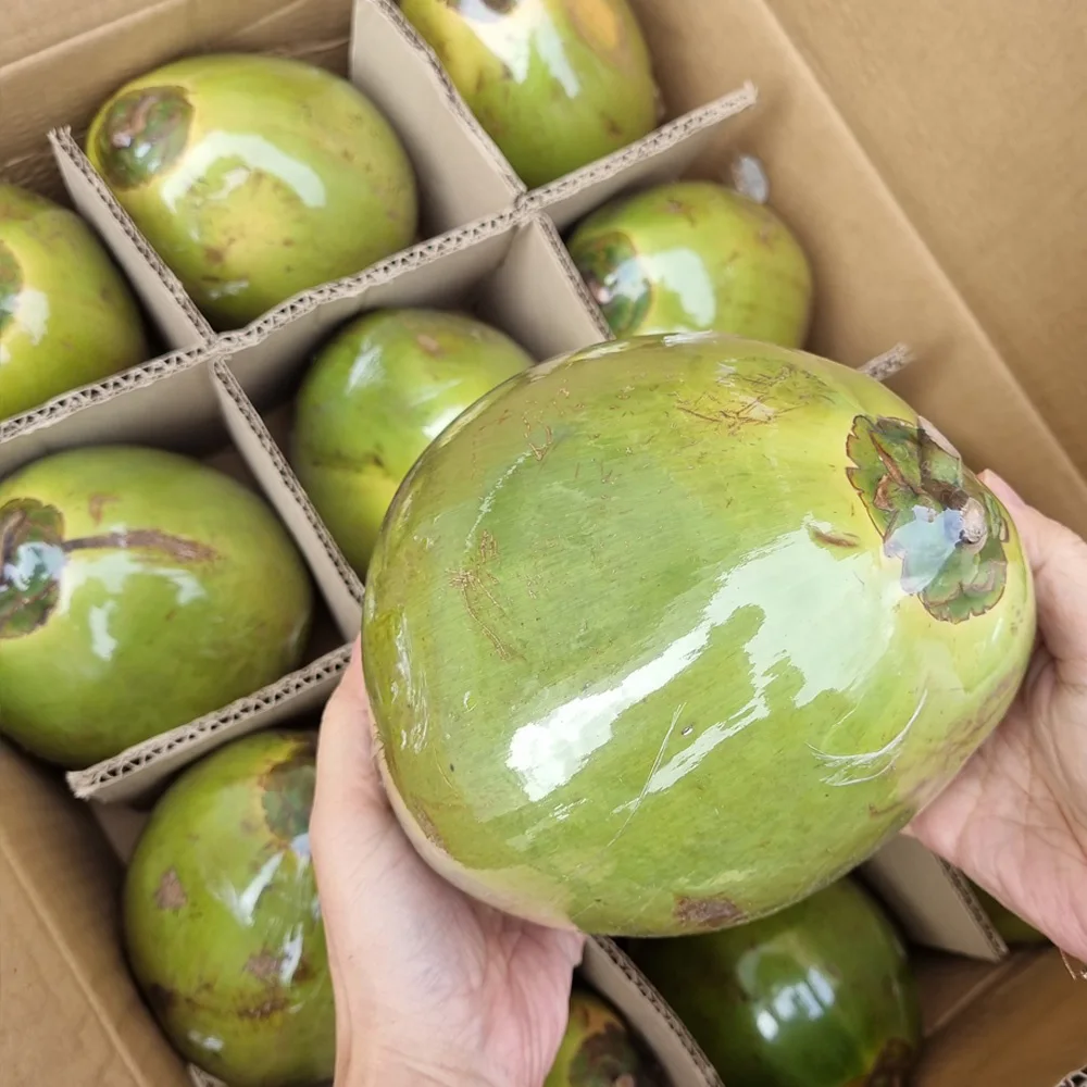 Vietnam Raw Green Coconut 2 Packungen/4 Packungen/12 Packungen (1 1,3 kg pro Stück)
